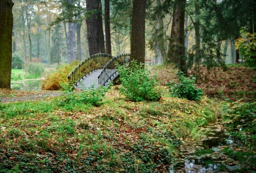 romantic bridge  park  forest