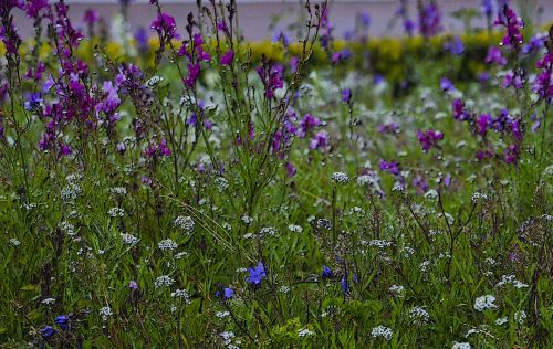 Romantic Dew-Kissed Flower Garden