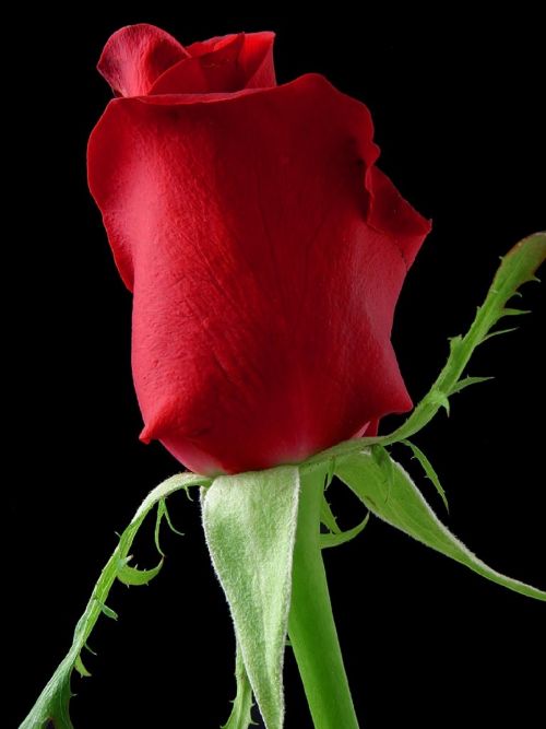 Romantic Red Rose