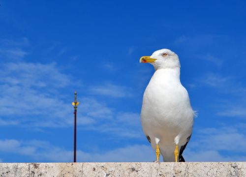 rome summer seagull