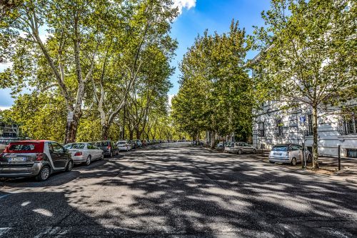 rome italy trees