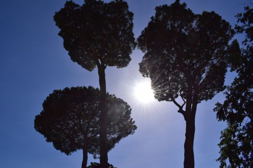 rome tree sky