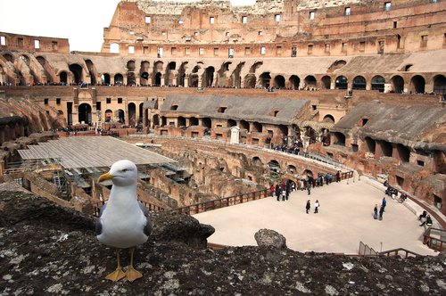 rome  the coliseum  seagull