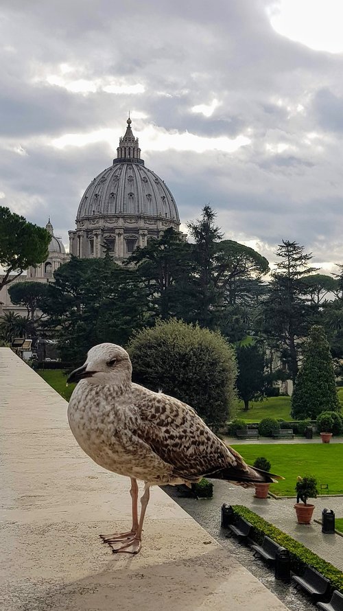 rome  italy  seagull