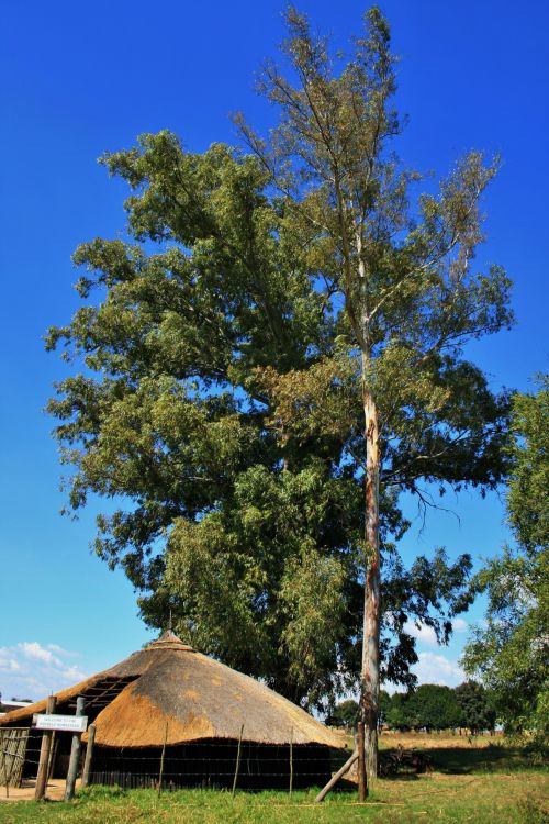 Rondawel And Bluegum Tree