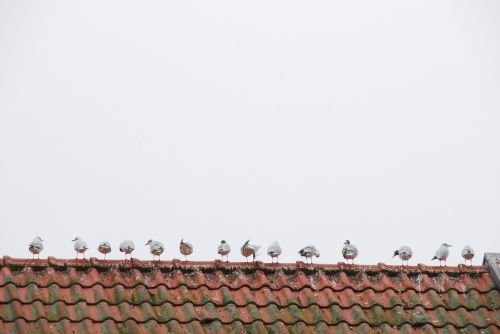 roof bird seagull