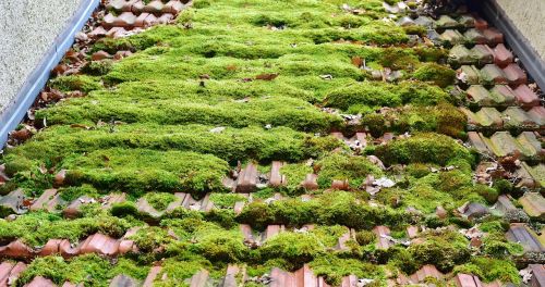 roof brick moss