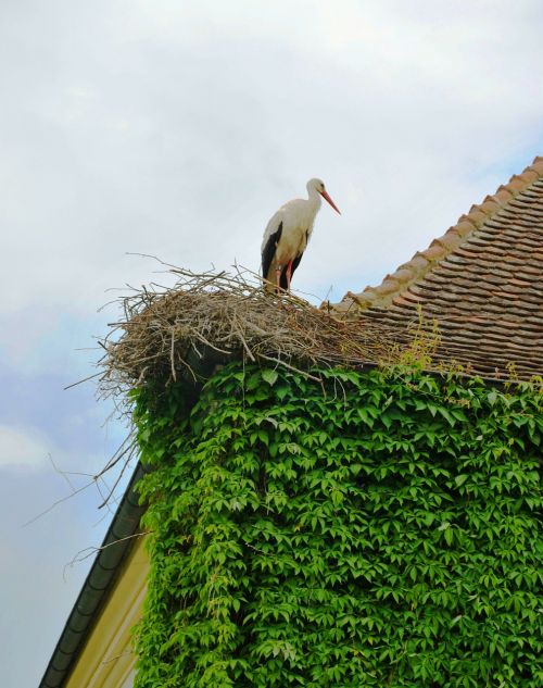 roof ivy bird on roof