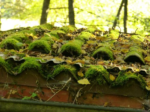 roof moss roofing tiles