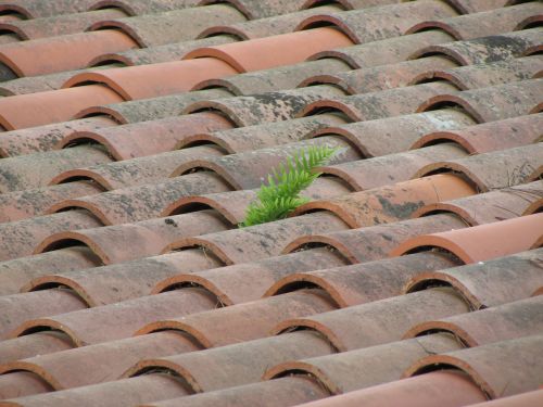 roof texas pine