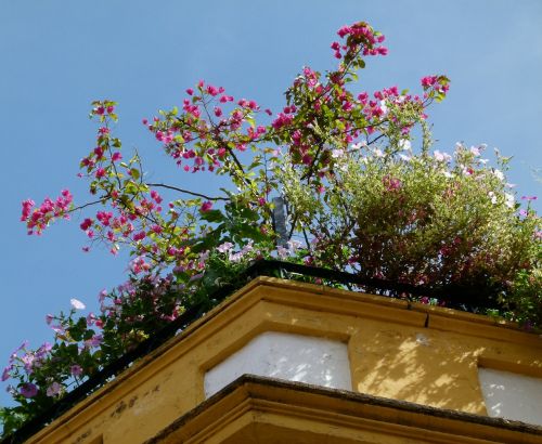 roof rooftop architecture