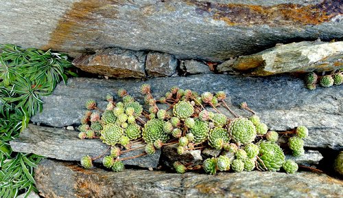 roof houseleek  sempervivum tectorum  real houseleek