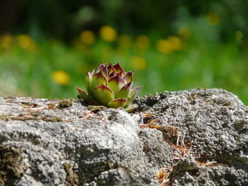 roof houseleek real houseleek plant