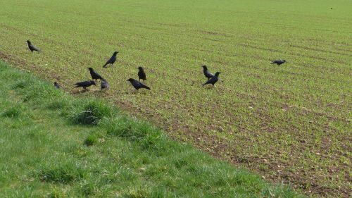 rooks field birds