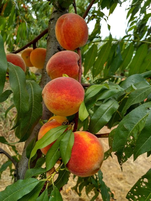 room  peach  plantation