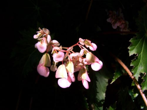 room plant flowering begonias pink