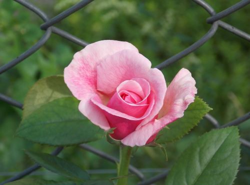 roos roze roos rozen