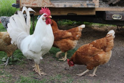 rooster chicken hen