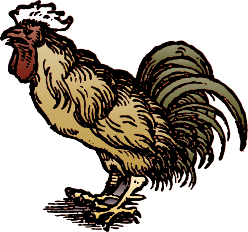 rooster cock bird