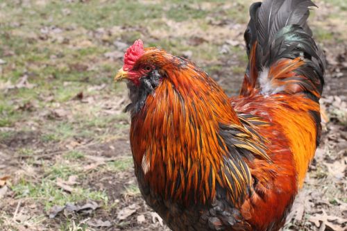 rooster cockerel cock