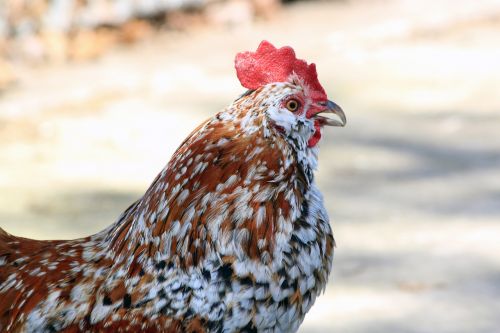 rooster cockerel bantam