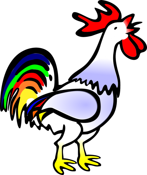 rooster bird cock