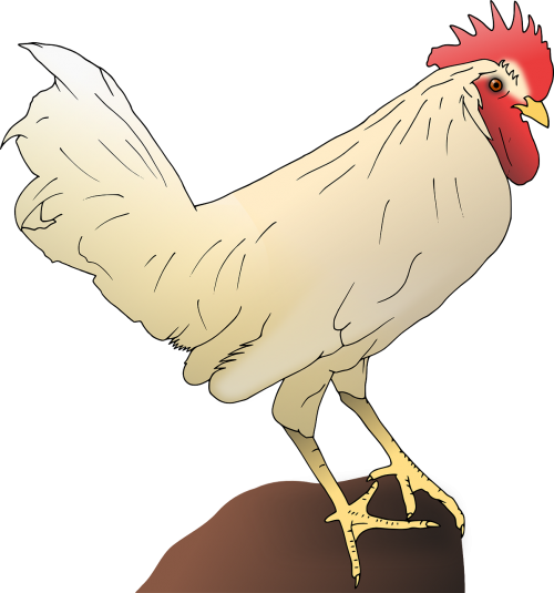 rooster animal bird
