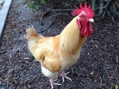 rooster chicken livestock
