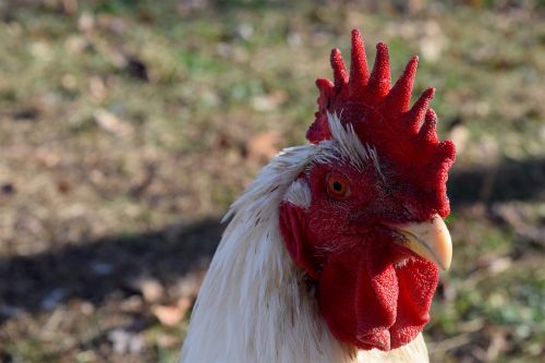 rooster bird farm
