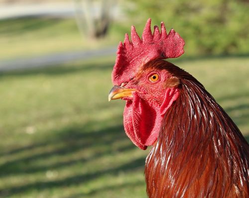 rooster proud chicken