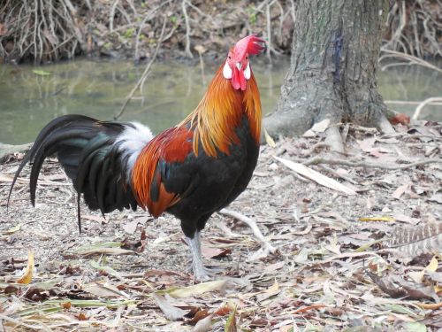 rooster bird animal