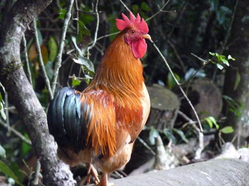 rooster birds chicken