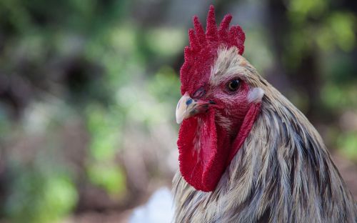 rooster chicken attitude
