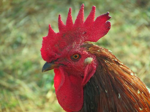 rooster cock poultry