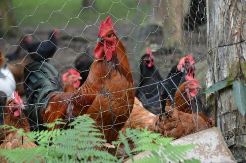 rooster poultry animals