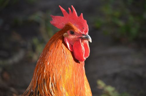 rooster head rooster head