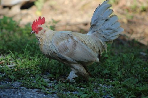 rooster chicken nature