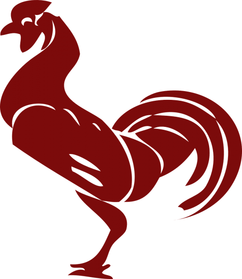 rooster poultry cock