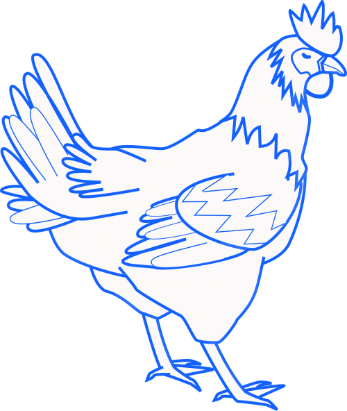 rooster chicken bird