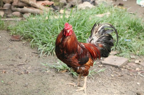 rooster  chicken  animal