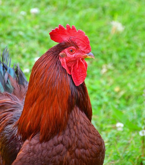 rooster  chicken  farm animal
