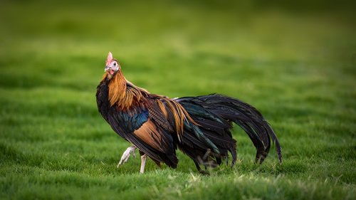rooster  phoenix rooster  chicken