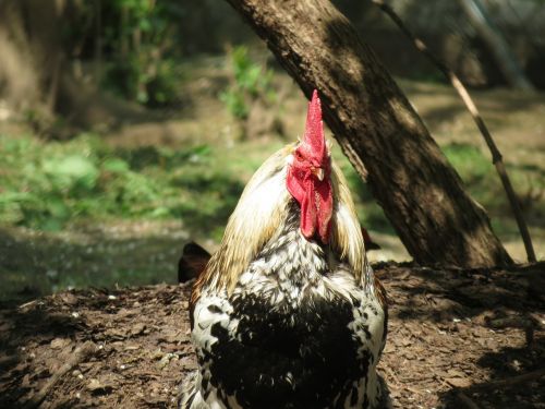 rooster cock animal