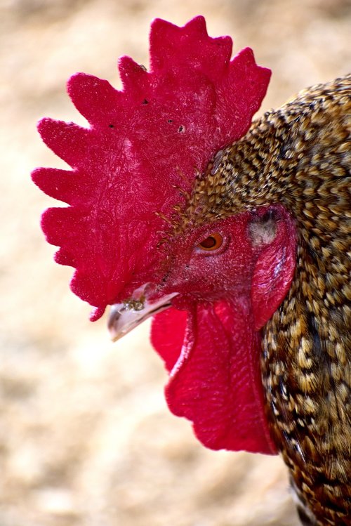 rooster  bird  plumage