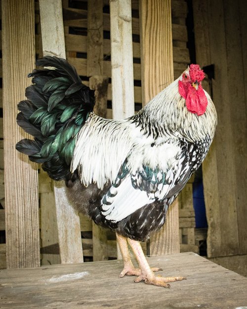 rooster  farm  livestock