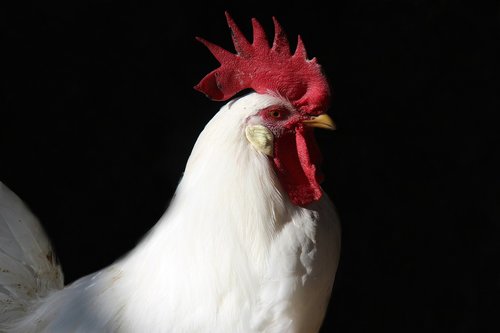 rooster  farm  chicken