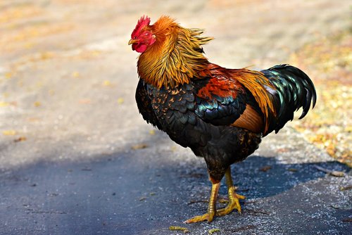 rooster  chicken  bird