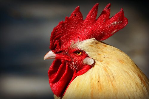 rooster  chicken  bird