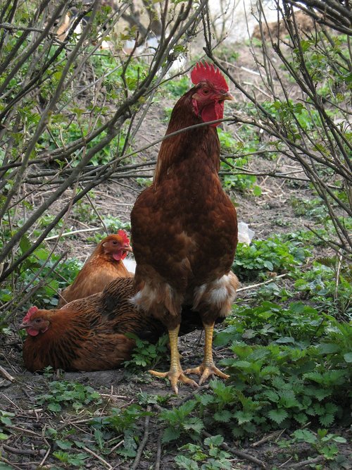 rooster  chicken  birds
