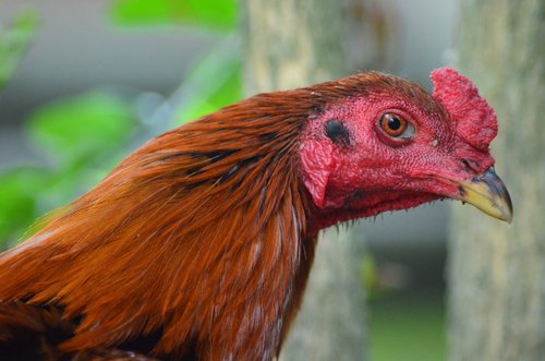 rooster  red  pet